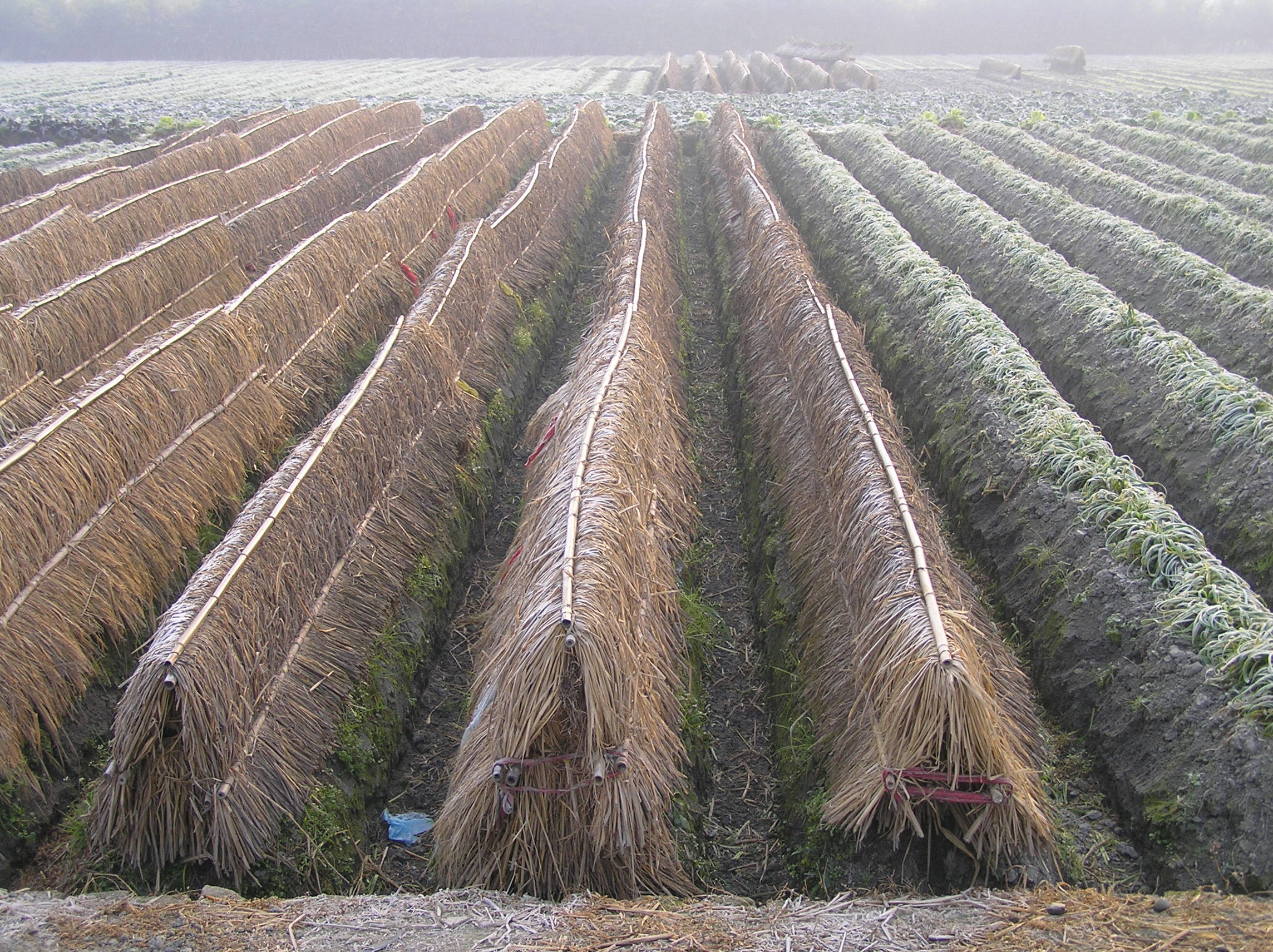 Rows of cover crop made of hay run parrallel to one another in a misty field.
