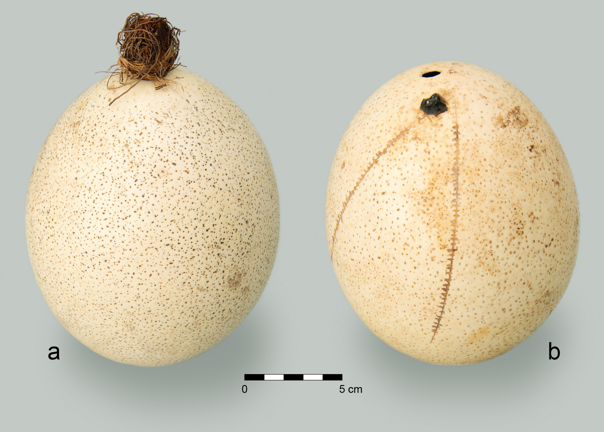 two views of an ostrich eggshell flask stuffed with grass against a cream-colored background